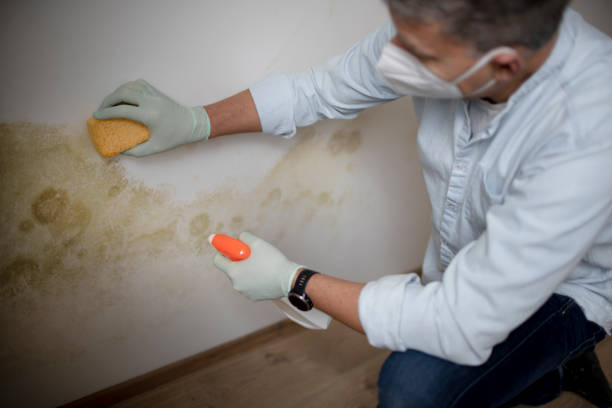Best Certified Mold Removal  in Rainbow Springs, FL